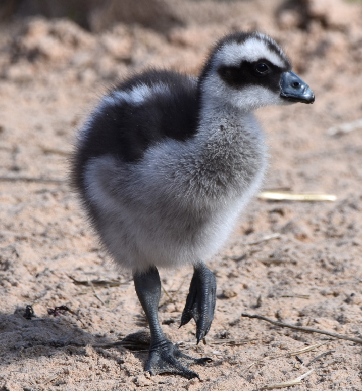 Cape barren gosling stood on a sandy area. It is propping one of its legs up and has its head turned with eye looking at the camera.